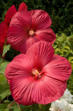 Hardy Hibiscus (ebegümeci moscheutos)