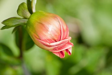 Şeftali Dahlia Bud