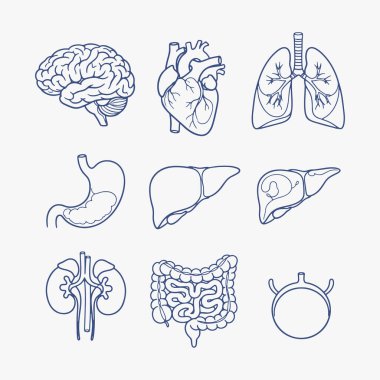 Düz dizayn edilmiş insan iç organları simgeleri. Vektör İllüstrasyonu