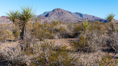 Teksas 'taki Chihuahuan Çölü' nde engebeli dağlar ve çorak topraklar.