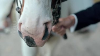 Adam Pats at başı ve o zaman çok uzak yol