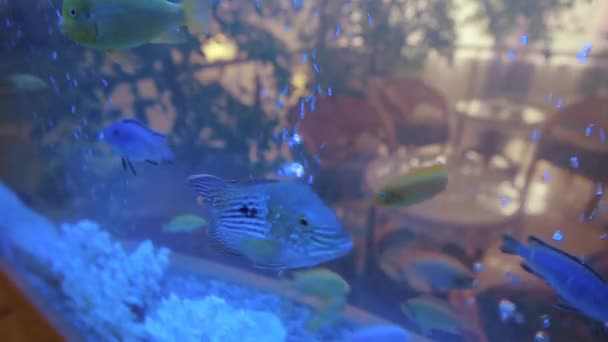 Akváriumi halak a víz alatti víz — Stock videók