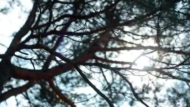 Rayons de soleil brille à travers les branches d'un pin — Video