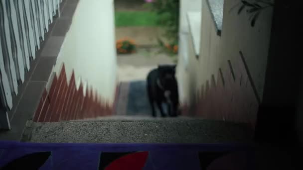 Американский питбуль-терьер поднимается по лестнице — стоковое видео