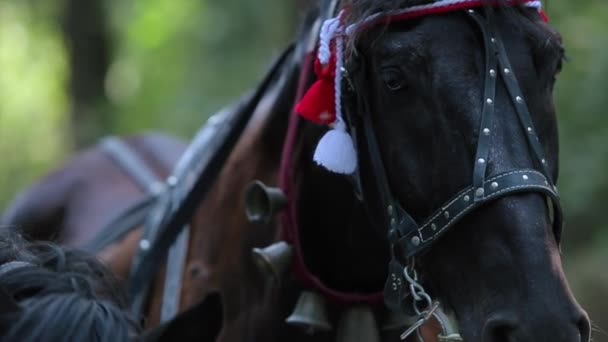 Chestnut Horse Harnessed to the Carriage — Stock Video