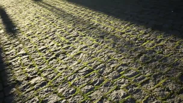 Pavimentazione in pietra con muschio e foglie — Video Stock