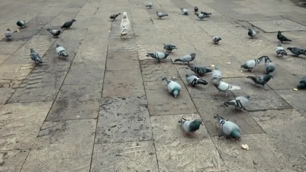 Seagulls And Pigeons Eat Bread Square Place Reial — Stock Video