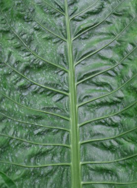 Ağaç yapraklarının doğal arka planı. Ağaç doğayı terk eder. Doğa. Ağaç yapraklarının arka planlarını kapatın. Doğa geçmişi. Yeşil bitkiler. Tropik yağmur ormanları..