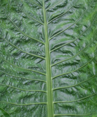 Ağaç yapraklarının doğal arka planı. Ağaç doğayı terk eder. Doğa. Ağaç yapraklarının arka planlarını kapatın. Doğa geçmişi. Yeşil bitkiler. Tropik yağmur ormanları..