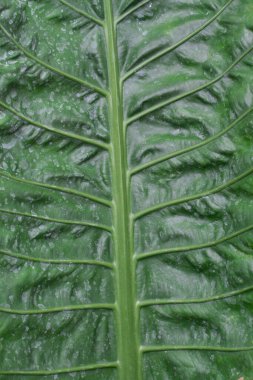 Ağaç yapraklarının doğal arka planı. Ağaç doğayı terk eder. Doğa. Ağaç yapraklarının arka planlarını kapatın. Doğa geçmişi. Yeşil bitkiler. Tropik yağmur ormanları..