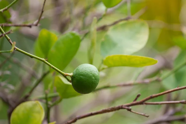 Close up of green lemons grow on the lemon tree in a garden background harvest