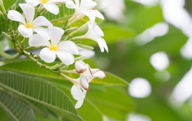 Yazın yeşil yapraklı Frangipani çiçeği. Merkezinde sarı renkte çiçek olan yumuşak beyaz taç yaprakları.. 