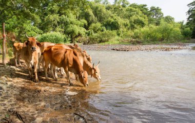 İnek sürüsü kanalda su içmek için aşağı iniyor. Doğal kaynaklar 