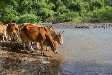İnek sürüsü kanalda su içmek için aşağı iniyor. Doğal kaynaklar 