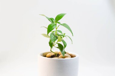 Beyaz tencerede yeşil yapraklı phlox paniculata geleneksel bir Tayland bitkisidir. Bu ilaç olarak kullanılabilir.