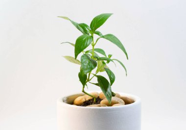 Beyaz tencerede yeşil yapraklı phlox paniculata geleneksel bir Tayland bitkisidir. Bu ilaç olarak kullanılabilir.