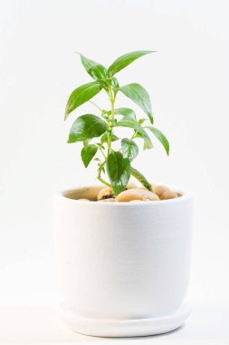 Beyaz tencerede yeşil yapraklı phlox paniculata geleneksel bir Tayland bitkisidir. Bu ilaç olarak kullanılabilir.