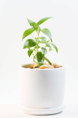 Beyaz tencerede yeşil yapraklı phlox paniculata geleneksel bir Tayland bitkisidir. Bu ilaç olarak kullanılabilir.
