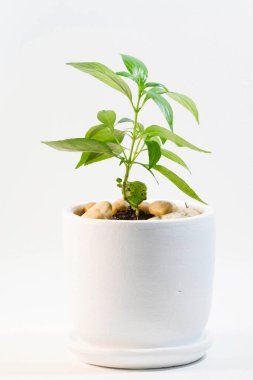 Beyaz tencerede yeşil yapraklı phlox paniculata geleneksel bir Tayland bitkisidir. Bu ilaç olarak kullanılabilir.