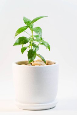 Beyaz tencerede yeşil yapraklı phlox paniculata geleneksel bir Tayland bitkisidir. Bu ilaç olarak kullanılabilir.