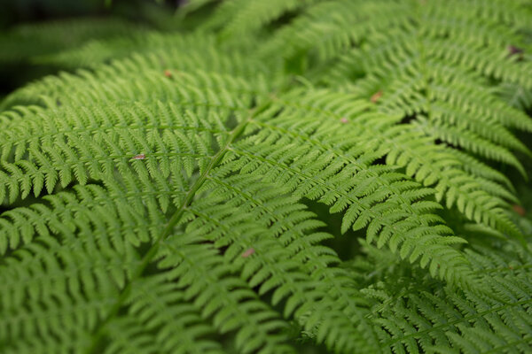 папоротник фон, зеленые листья
