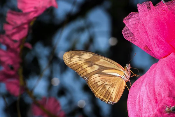 Butterflies  in Christmas day