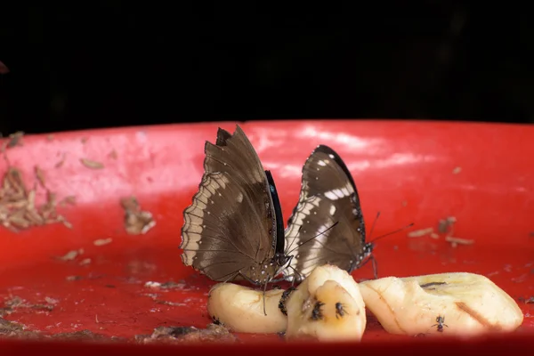 Mariposas de todo el mundo —  Fotos de Stock