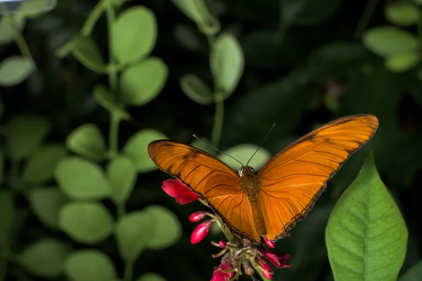 Mariposas de todo el mundo —  Fotos de Stock