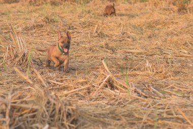 sevimli küçük köpekler kalbini ele geçirecek