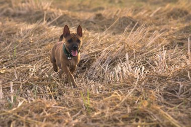 sevimli küçük köpekler kalbini ele geçirecek