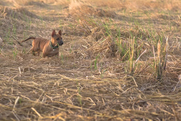 Perros pequeños lindo capturará su corazón —  Fotos de Stock