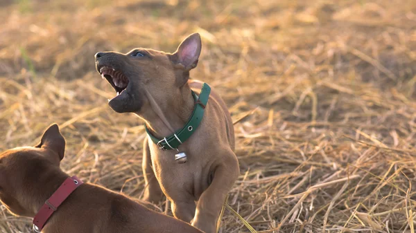 Perros pequeños lindo capturará su corazón —  Fotos de Stock