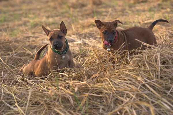 Carino piccoli cani catturerà il tuo cuore — Foto Stock