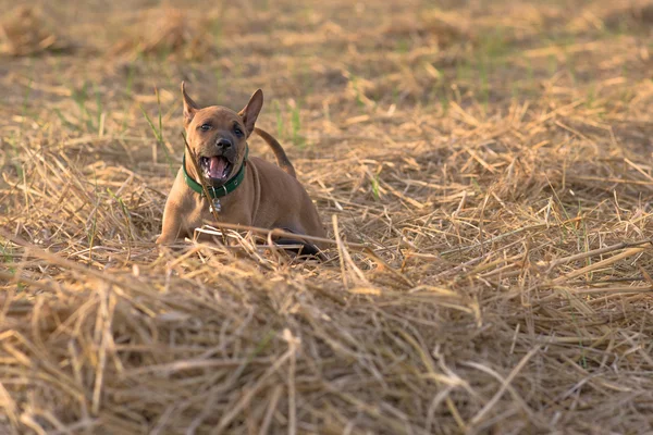 Perros pequeños lindo capturará su corazón —  Fotos de Stock