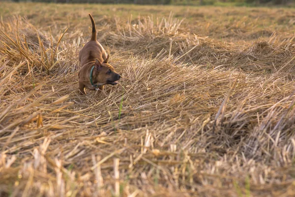 Cachorros pequenos bonito vai capturar o seu coração — Fotografia de Stock