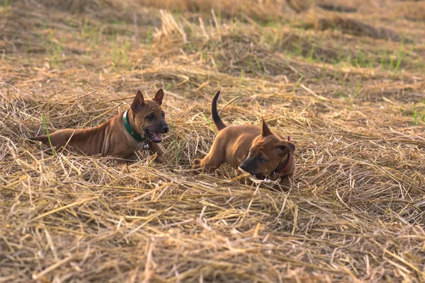 Perros pequeños lindo capturará su corazón —  Fotos de Stock