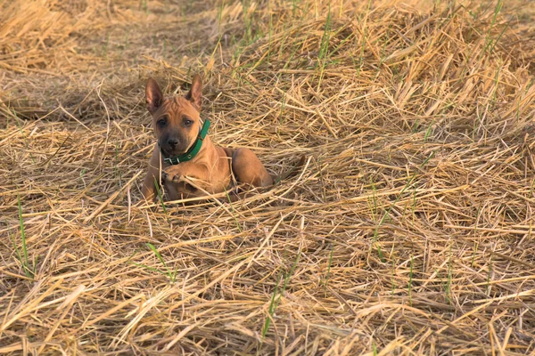 Perros pequeños lindo capturará su corazón —  Fotos de Stock