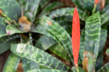 Word'de güzel çiçekler