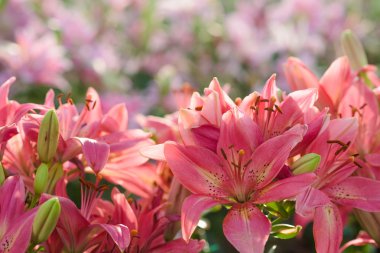 Word'de güzel çiçekler