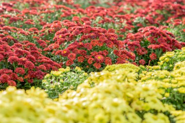 Word'de güzel çiçekler