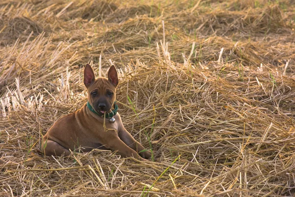 Perros pequeños lindo capturará su corazón —  Fotos de Stock