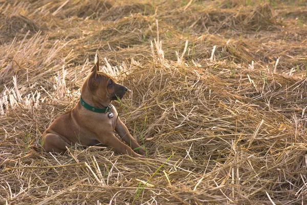 Mignons petits chiens captureront votre cœur — Photo