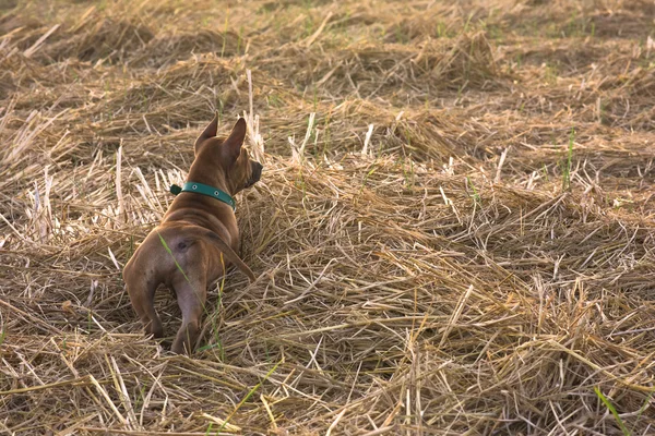 Perros pequeños lindo capturará su corazón —  Fotos de Stock