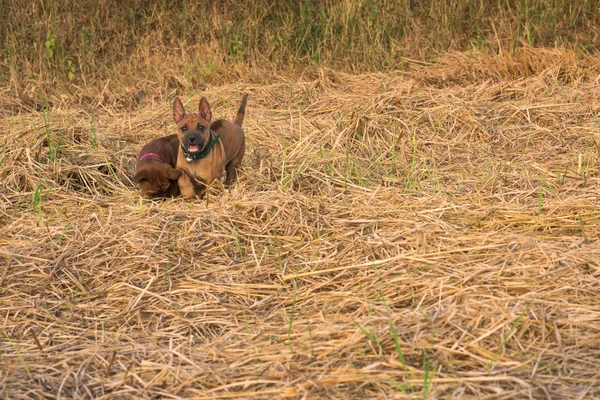 Perros pequeños lindo capturará su corazón —  Fotos de Stock