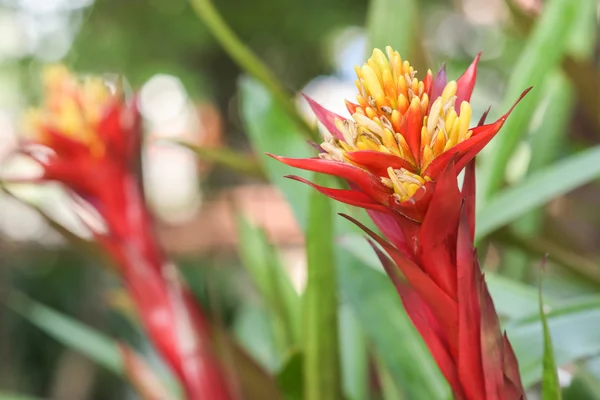 Schöne Blumen im Wort — Stockfoto