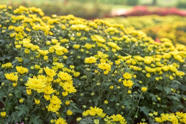 Vackra blommor i ordet — Stockfoto