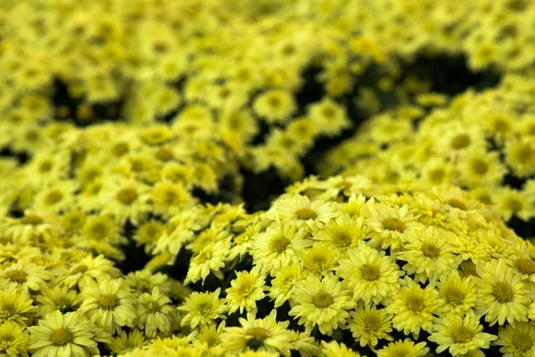 Szép virágok a szó — Stock Fotó