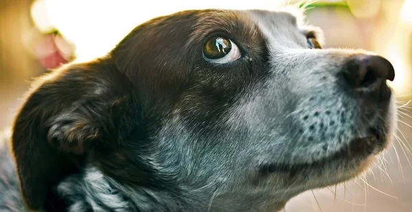 Verdwaalde hond ogen — Stockfoto