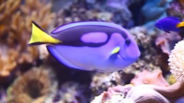 akvaryum balık-cerrah Regal Tang