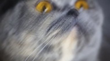 Güzel şişman kedi makro
